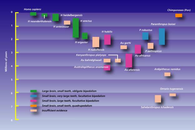 Timeline of hominid species
